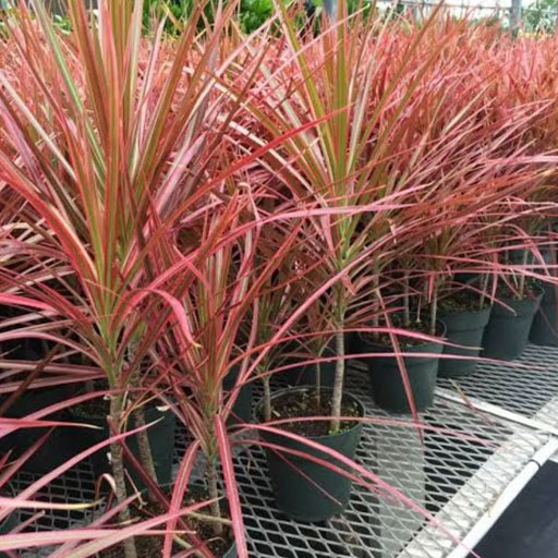 Dracena-Coloroma-Pink