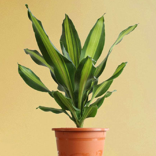 Dracena-Darasing