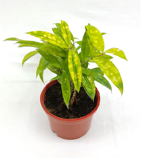 Dracena-Milky