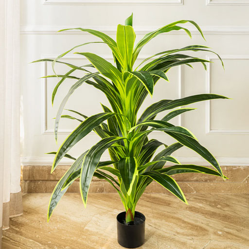 Dracena-lemon-lime