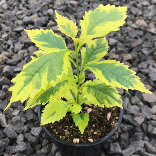 Duranta-Gold-Variegated