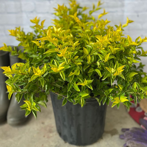 Duranta-Gold