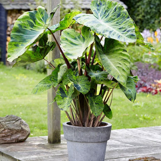 Elephant-Ears