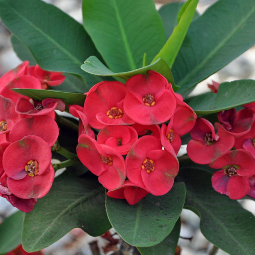 Euphorbia