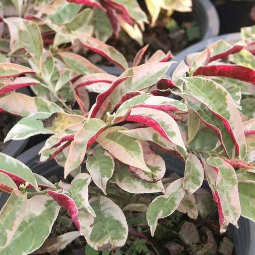 Exocaria-Bicolor