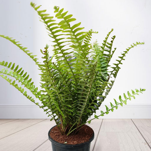 Fern