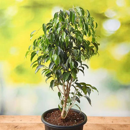 Ficus-Benjamina