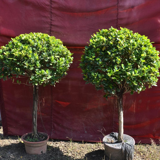 Ficus-Mockland