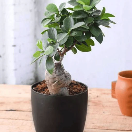 Ficus-Panda--Small