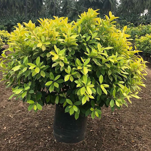 Ficus-Panda