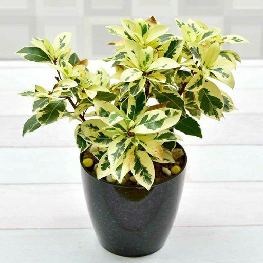 Ficus-Starlite