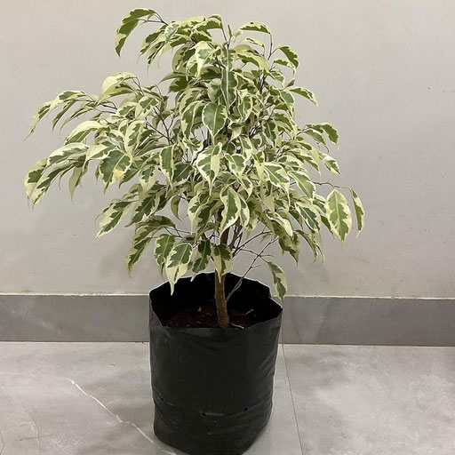 Ficus-White