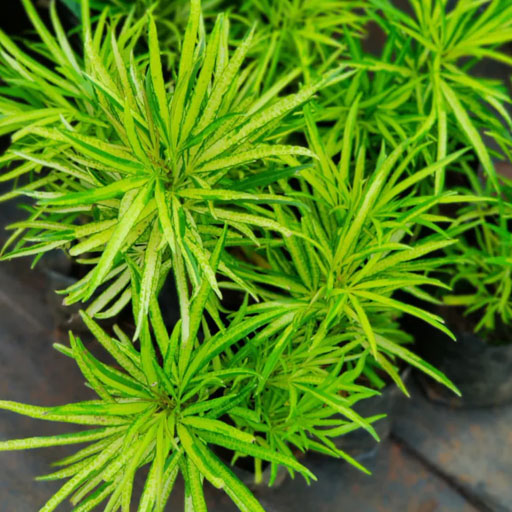 Finger-aralia