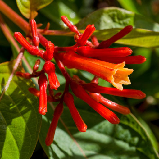 Firebush