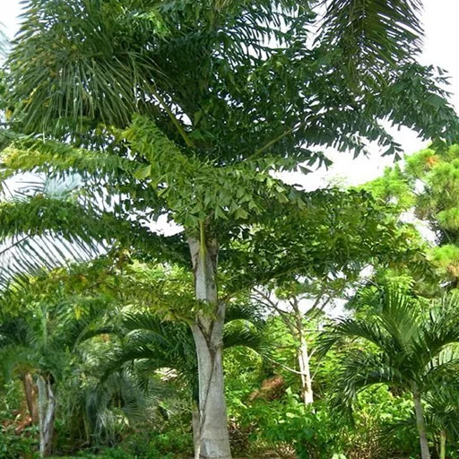 Fishtail-Palm