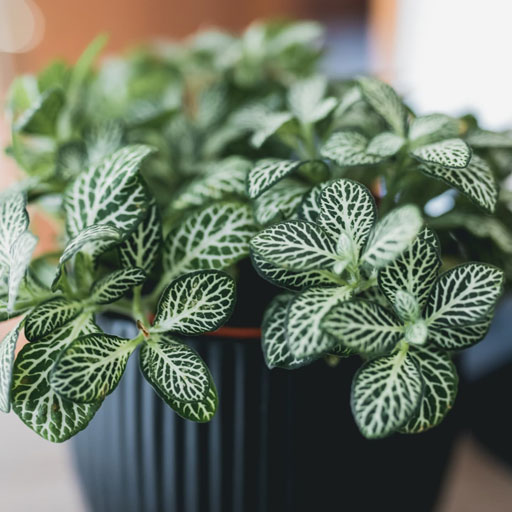 Fittonia
