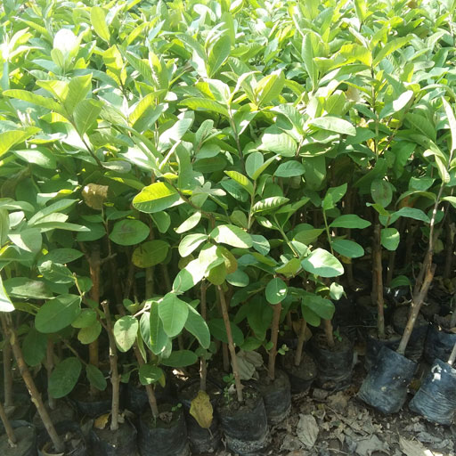 GUAVA-L49
