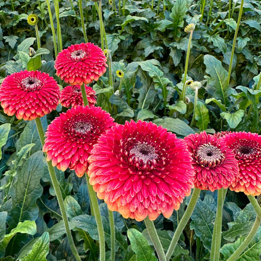 Gerbera