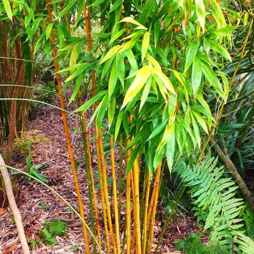 Golden-Bamboo