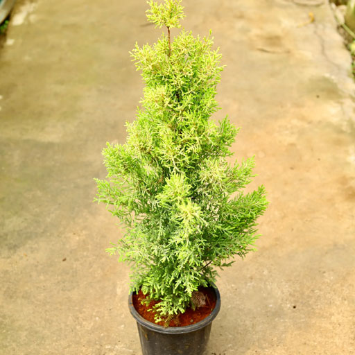 Golden-Cypress