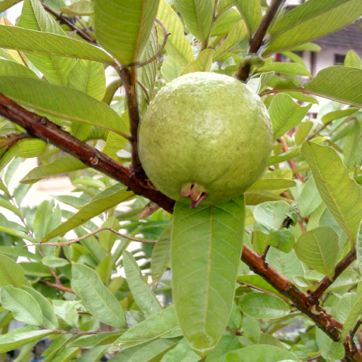 Guava-Allahabad