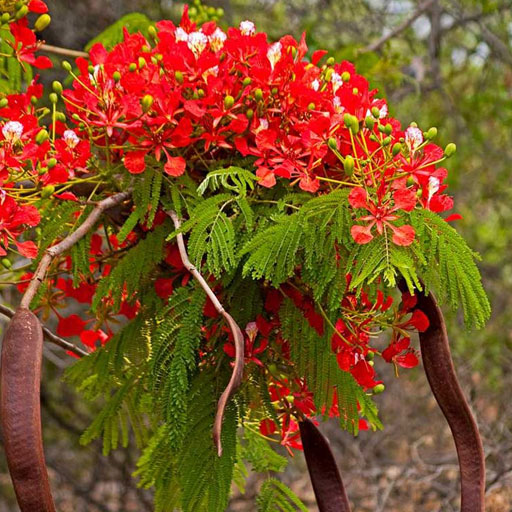 Gulmohar