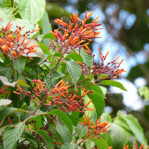 Hamelia-Patens