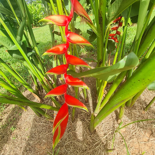 Heliconia