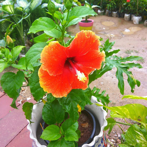 Hibiscus-Hybrid