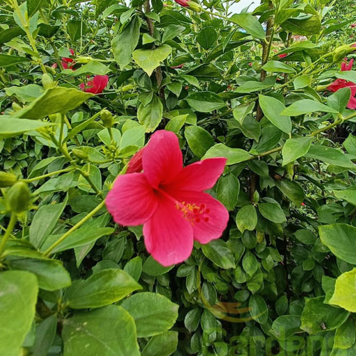 Hibiscus-Viceroy
