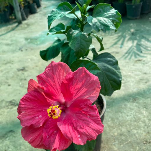 Hibiscus