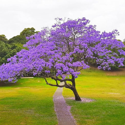 Jacaranda-tree