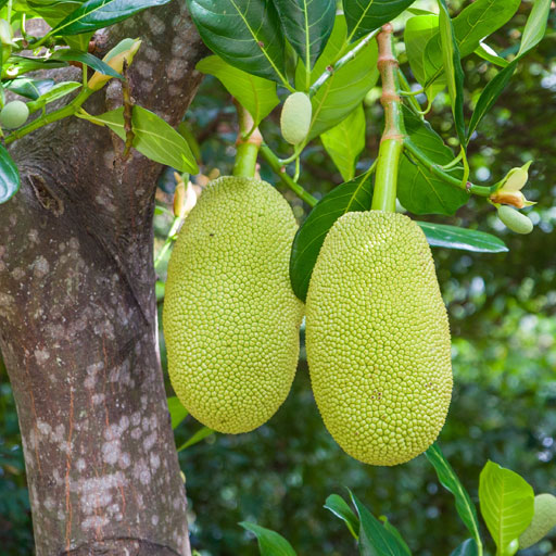 Jack-Fruit