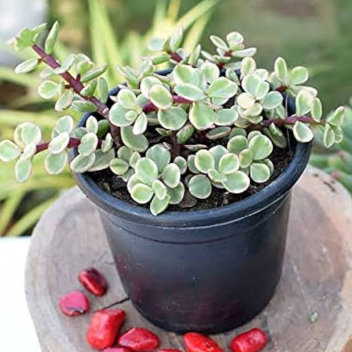 Jade-Variegated