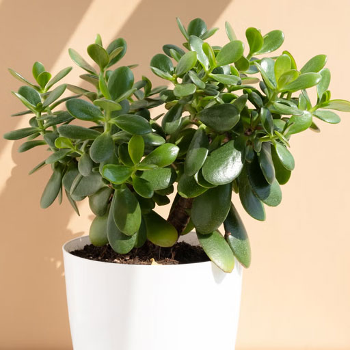 Jade