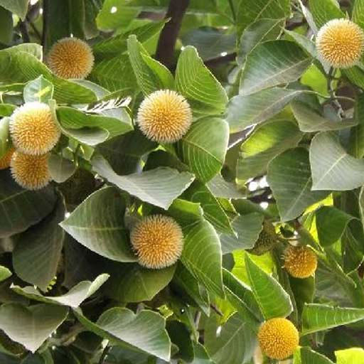 Kadamba-Maram