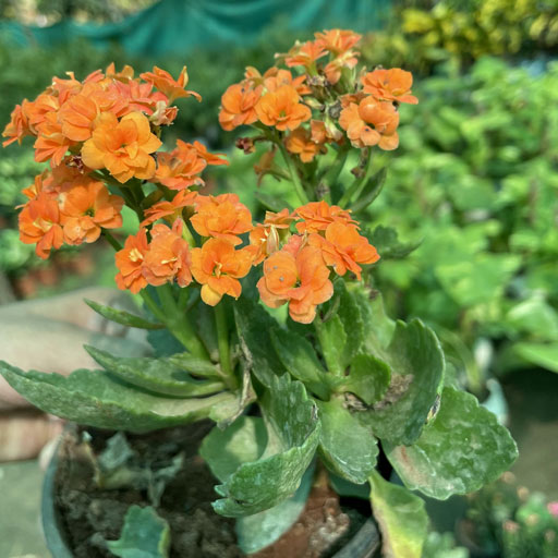 Kalanchoe