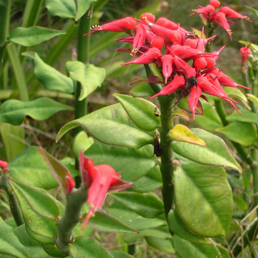 Kannadi-Kalli