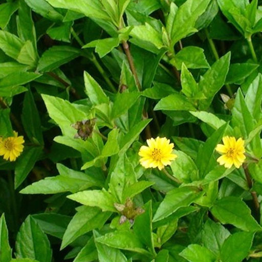 Karisilanganni