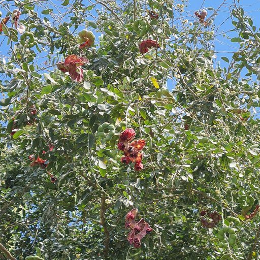 Kodukapuli