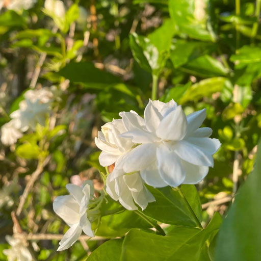Kundu-Malli