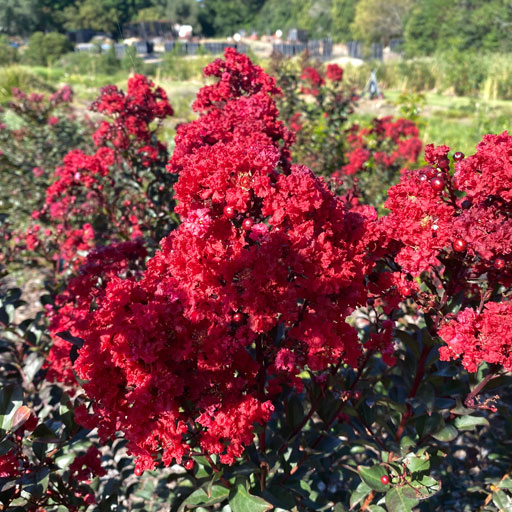 Lagerstroemia-Burgundy-New