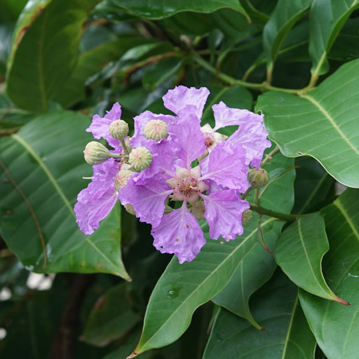 Lagerstroemia-Speciosa