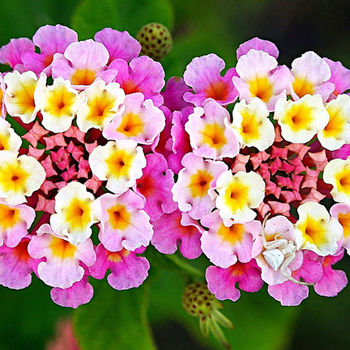 Lantana