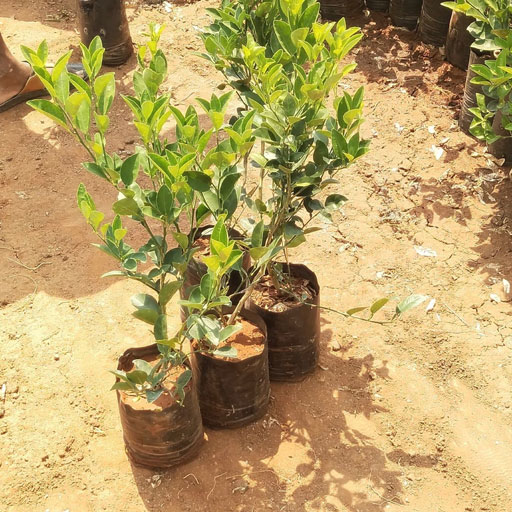 Lemon-Balaj