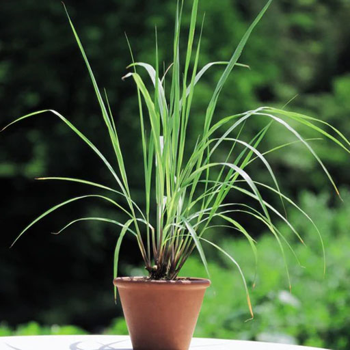 Lemon-Grass