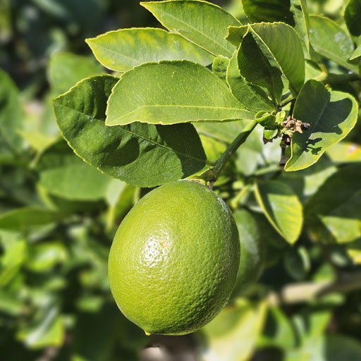 Lemon-Market