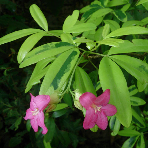 Limonia-Spectabilis