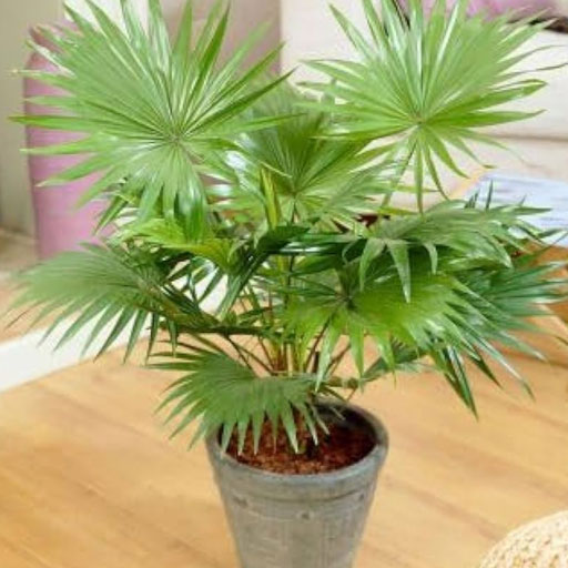 Livistonia-palm