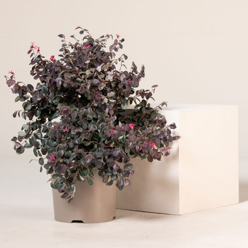 Loropetalum-Chinense